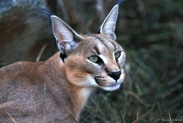 Caracal Facts Africa