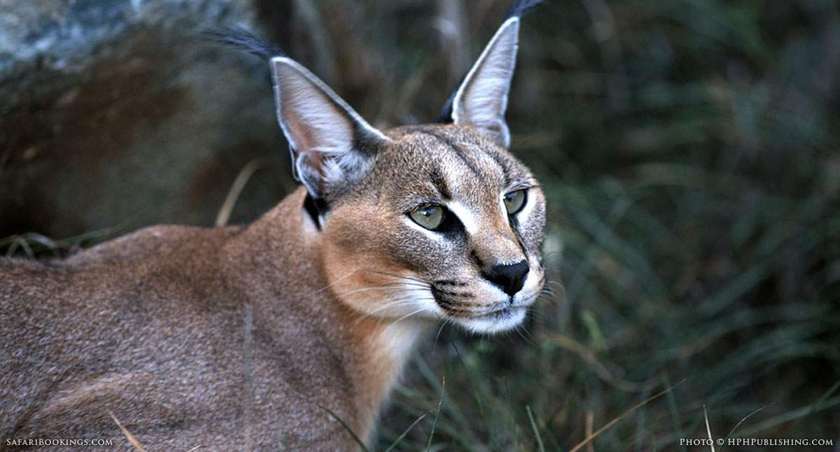 Caracal Facts Africa