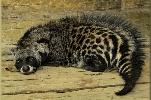 African Civet Facts