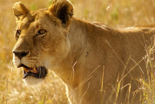 Kidepo Valley Lions