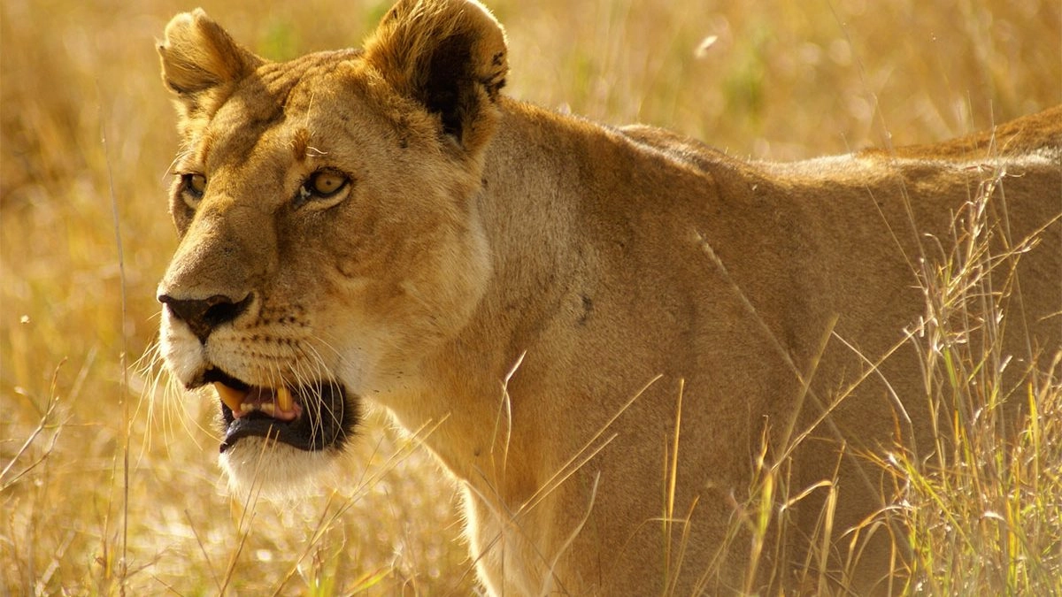 Kidepo Valley Lions