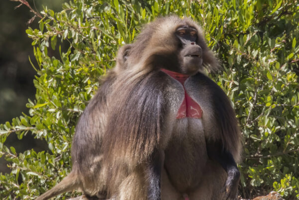 Gelada Baboon Ethiopia