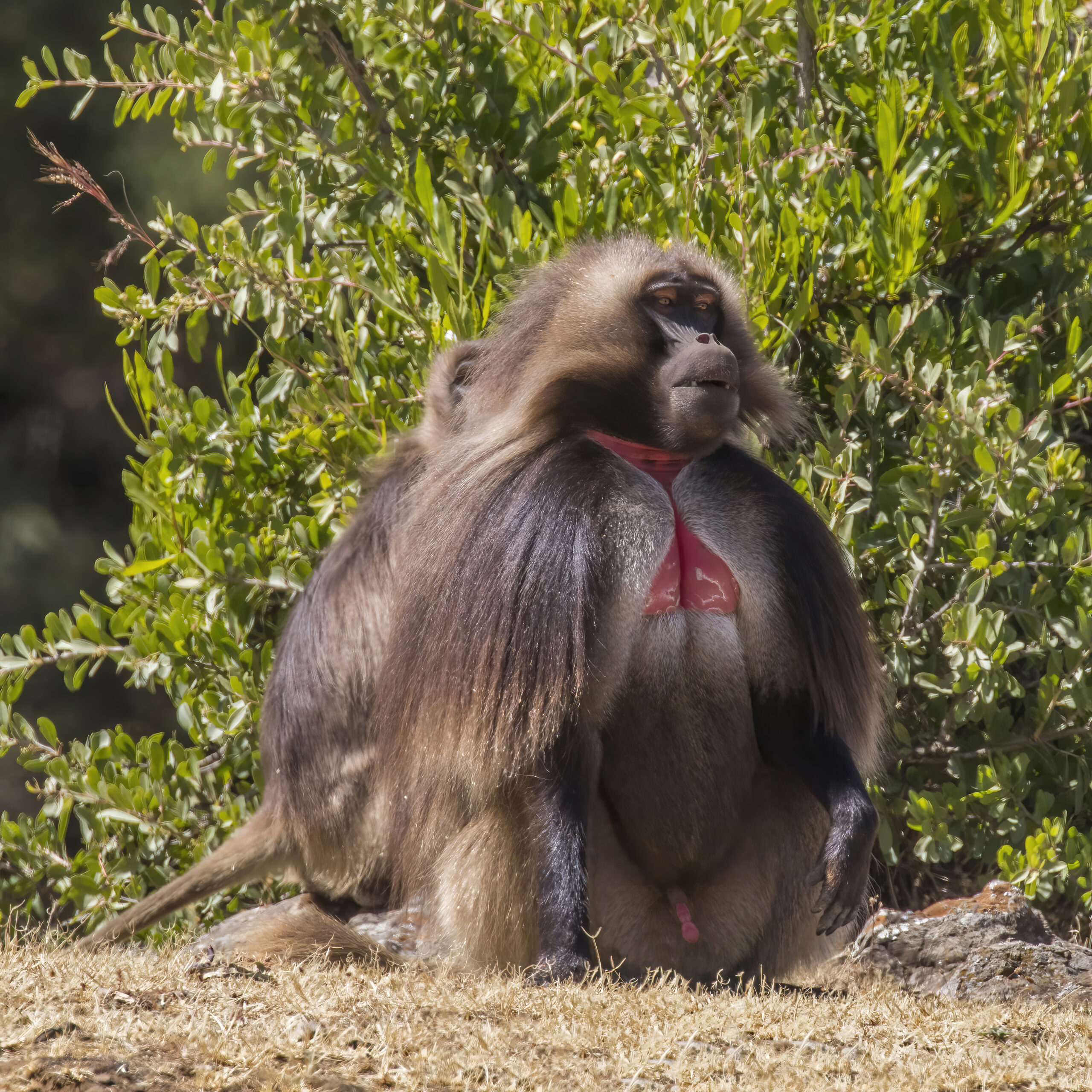 Gelada Baboon Ethiopia
