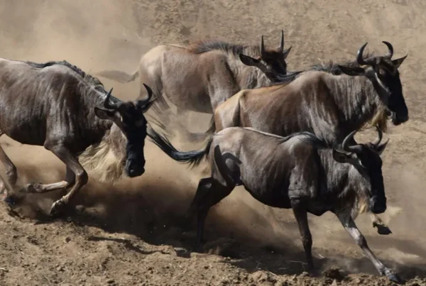 Wildebeest Migration