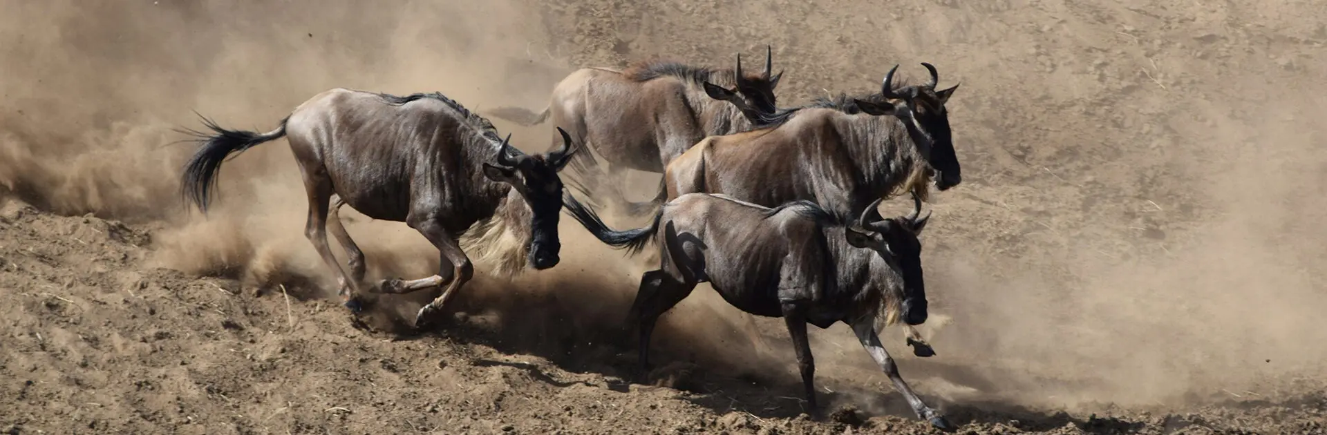 Wildebeest Migration