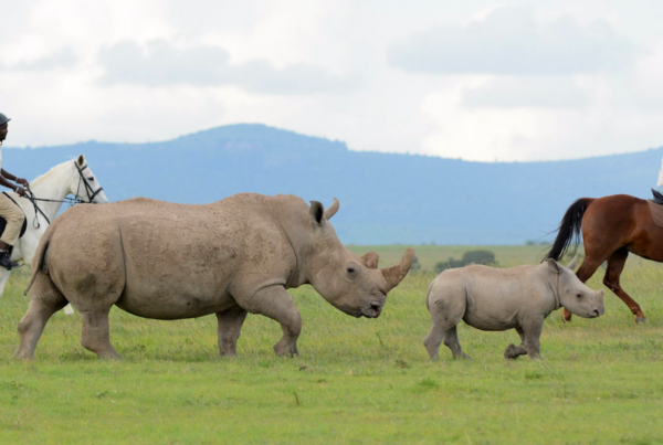 Ol Pejeta Conservancy