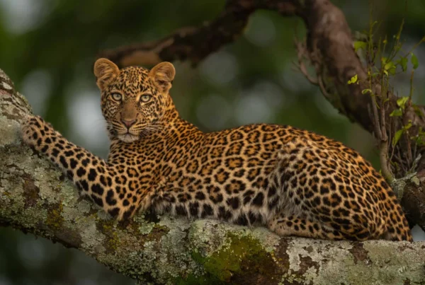 African Leopard Facts