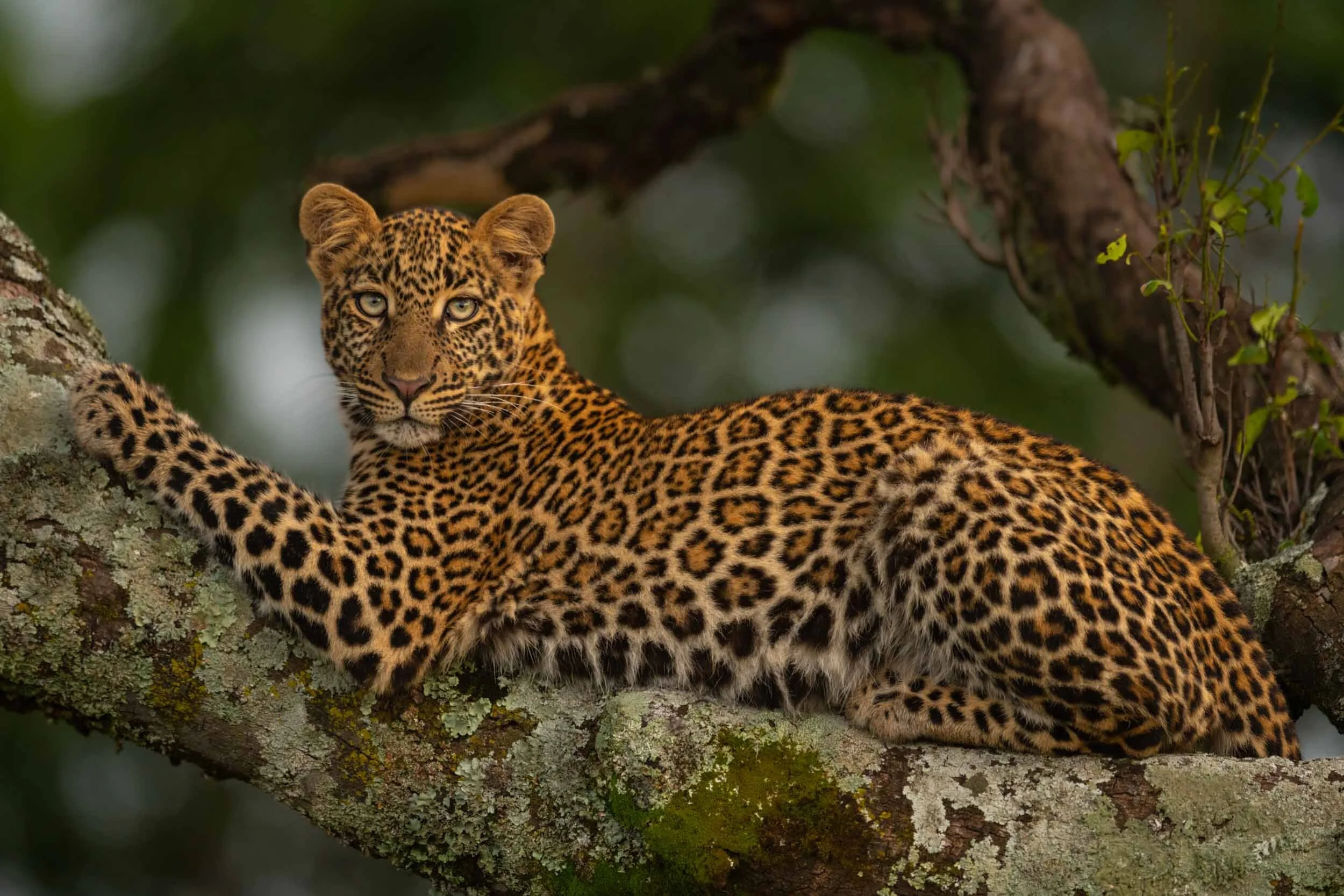 African Leopard Facts