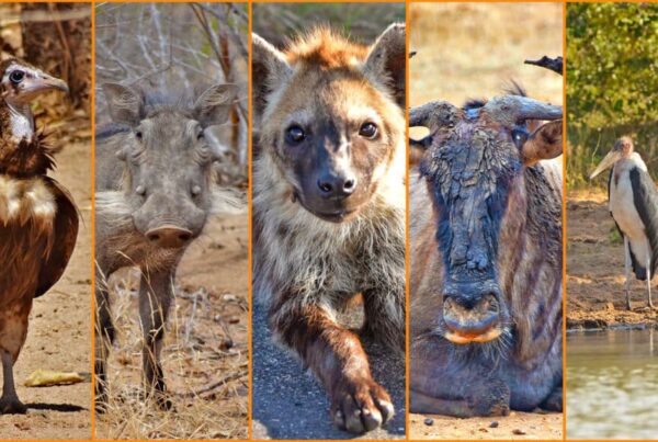 Ugly Five Africa