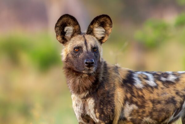 African Wild Dog Facts ,,,,,,,,,,,,loooo