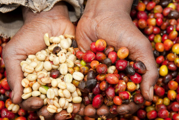 Rwandan Coffee Tour Experience | Discover Rwanda’s Coffee Culture