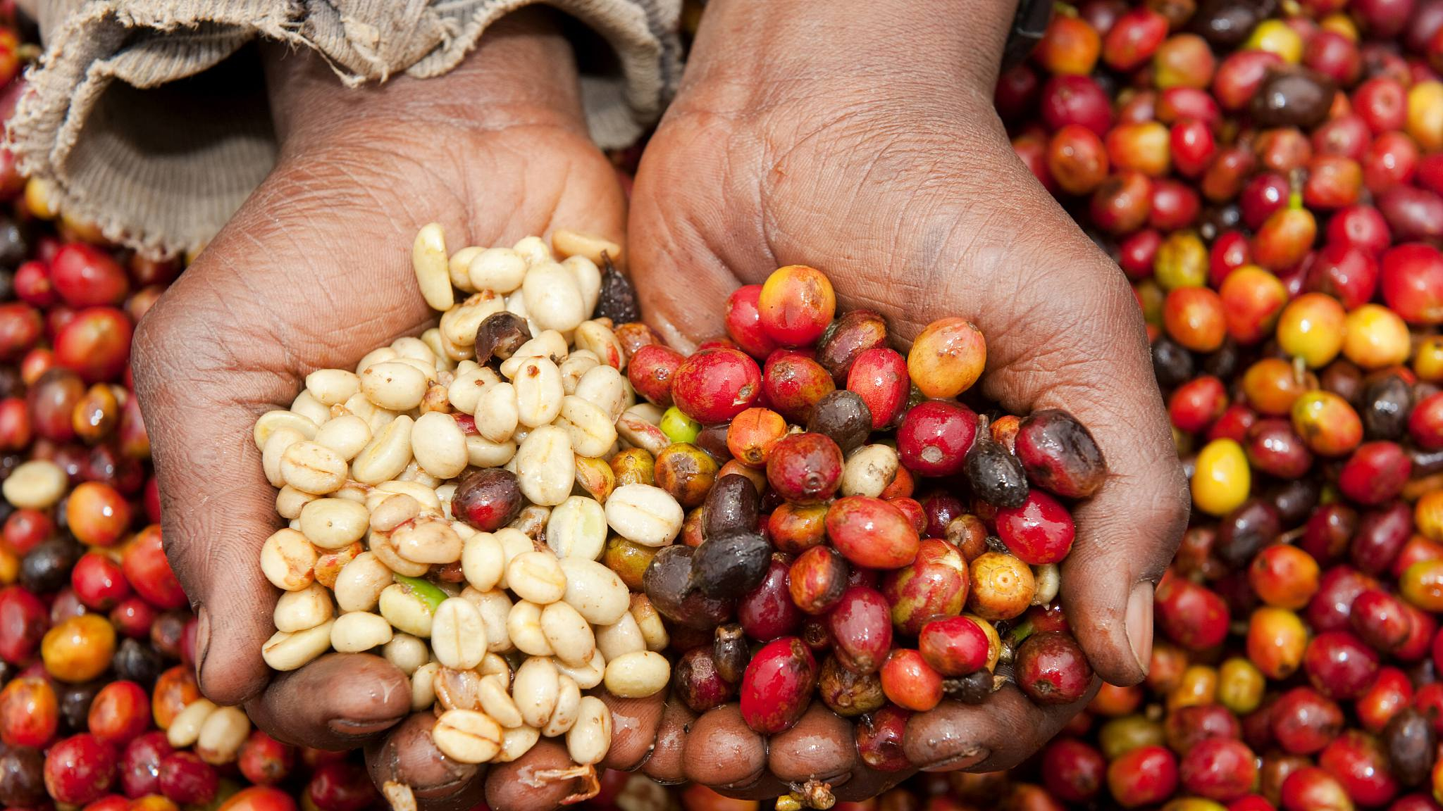 Rwandan Coffee Tour Experience | Discover Rwanda’s Coffee Culture