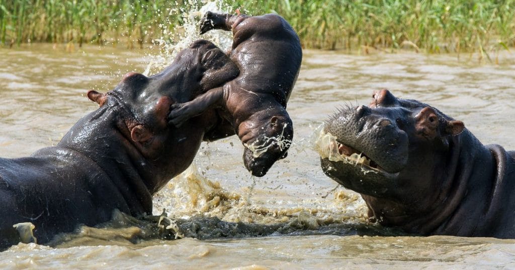 Hippo Facts and Safety