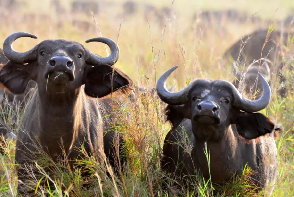 Uganda Forest Buffalo