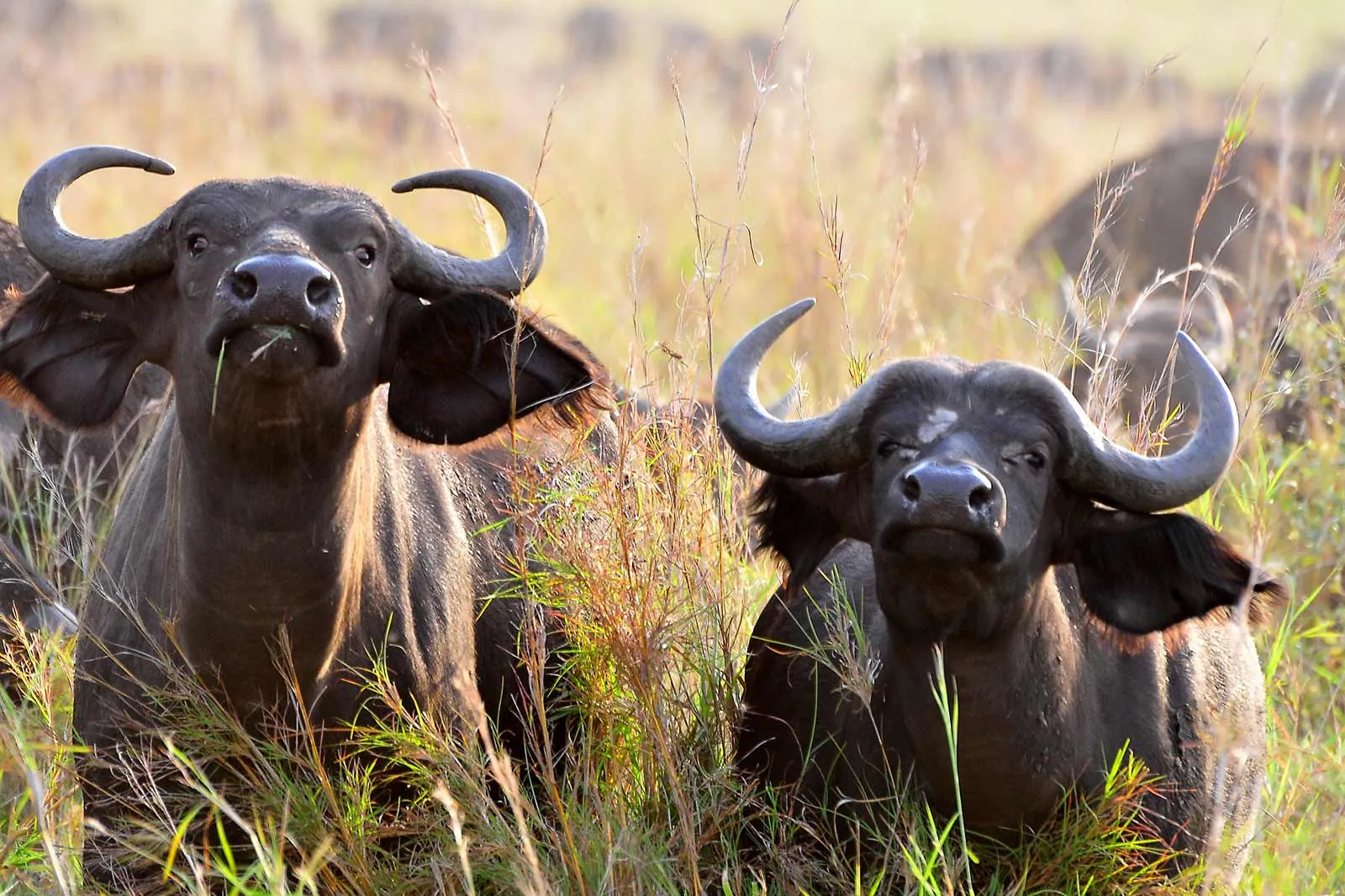 Uganda Forest Buffalo