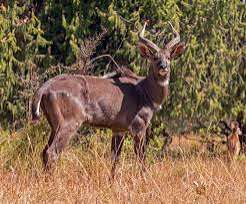 Mountain Nyala Facts