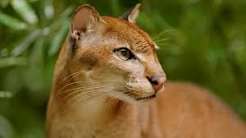 African Golden Cat Facts