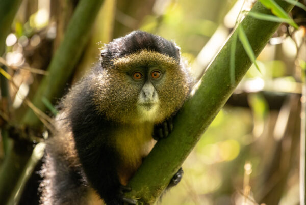 Golden Monkey Uganda