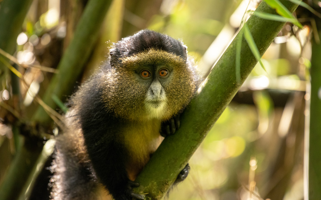 Golden Monkey Uganda