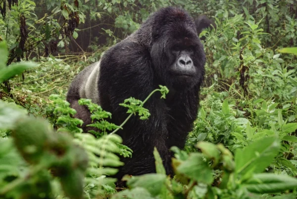 gorilla trekking growth trends africa