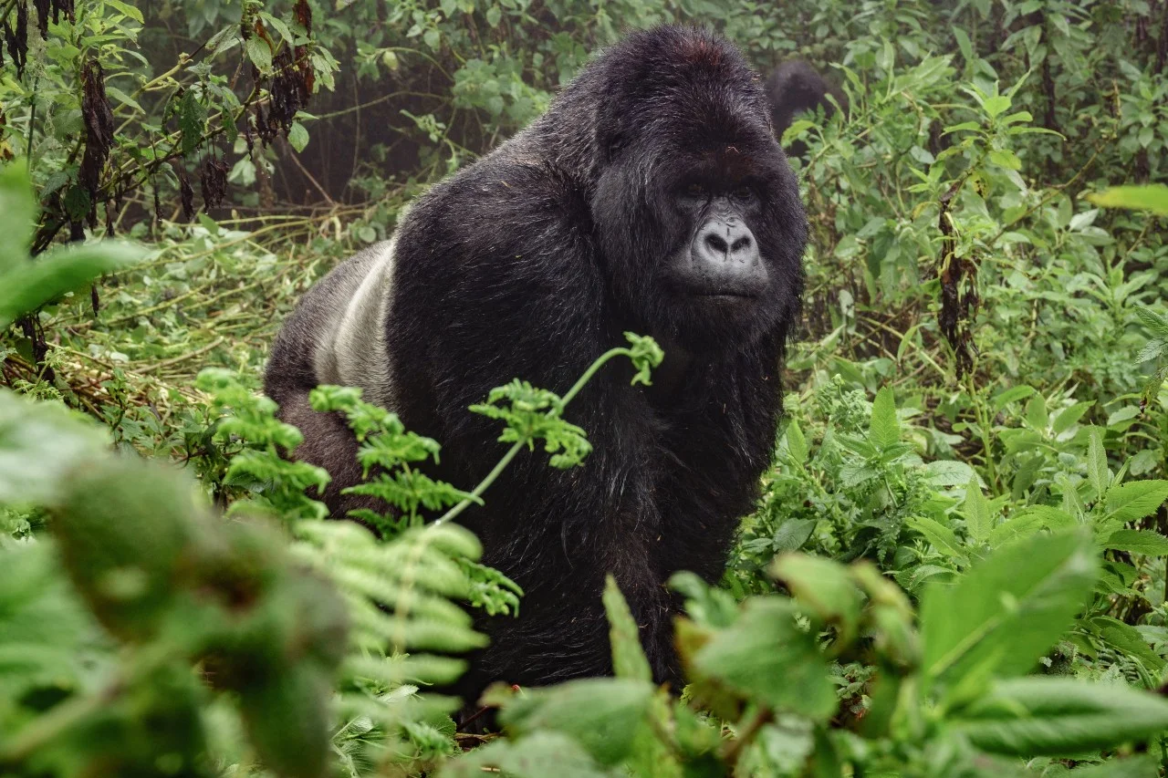 gorilla trekking growth trends africa
