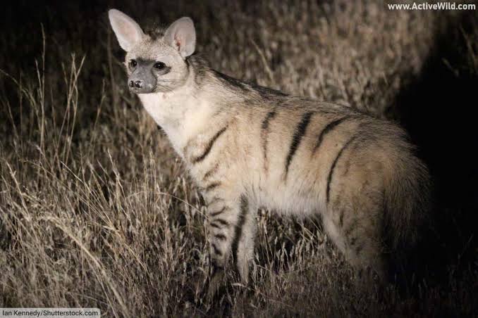 Aardwolf Facts Africa