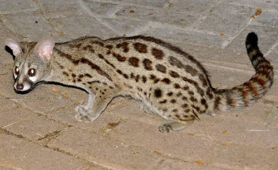 Large Spotted Genet Facts