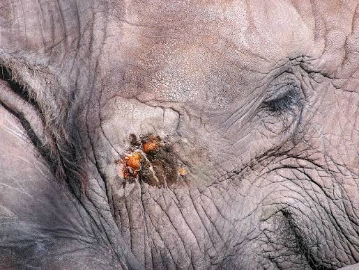 Elephant Bull Musth