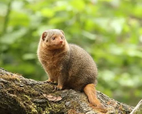 Dwarf Mongoose Facts