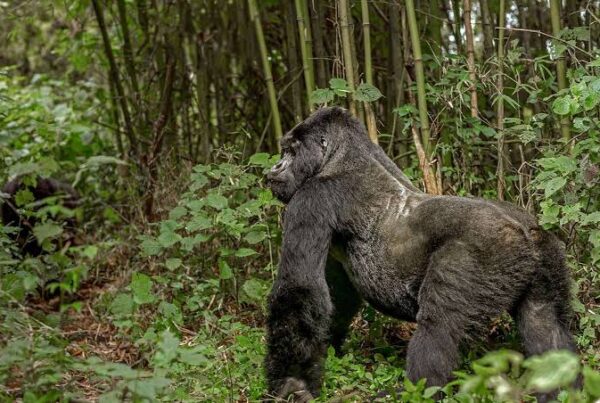 Silverback Gorilla Facts