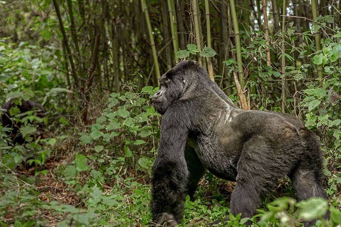 Silverback Gorilla Facts