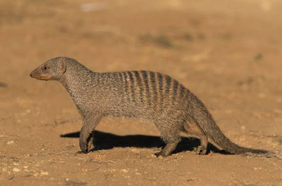 Banded Mongoose Africa