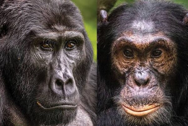 Chimpanzee and Gorilla Differences