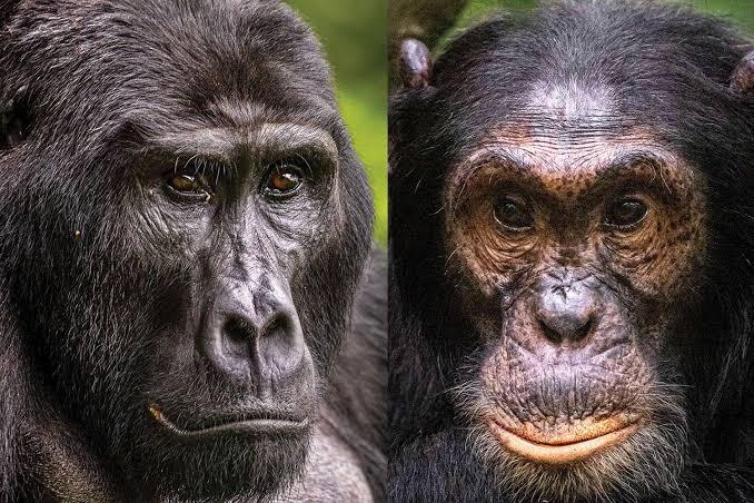 Chimpanzee and Gorilla Differences