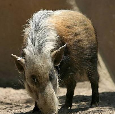 Bushpig Africa