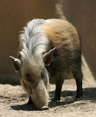 Bushpig Africa