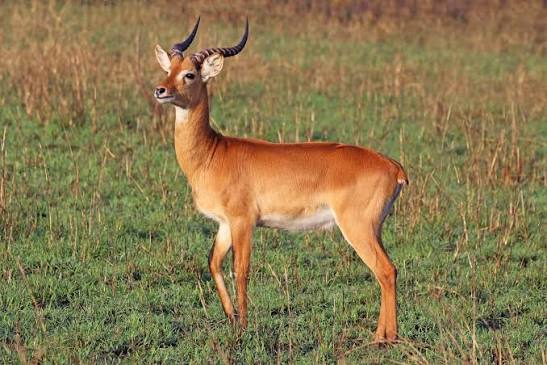 Uganda Kob Facts