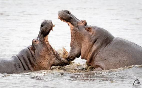 African Elephant Calf Development