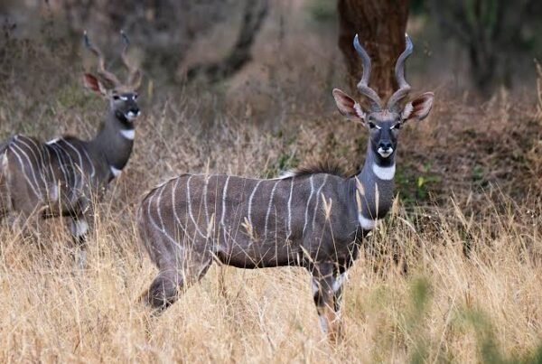 Lesser Kudu Kenya