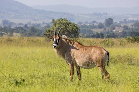 Roan Antelope Africa