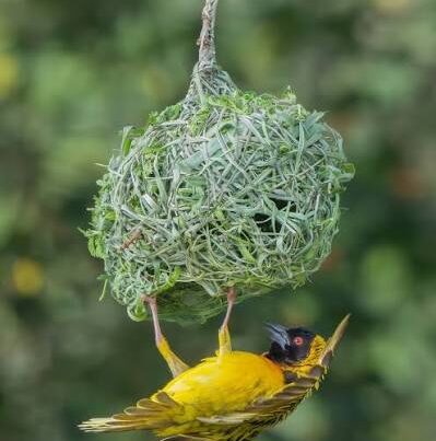 Rwanda Weaver Birds