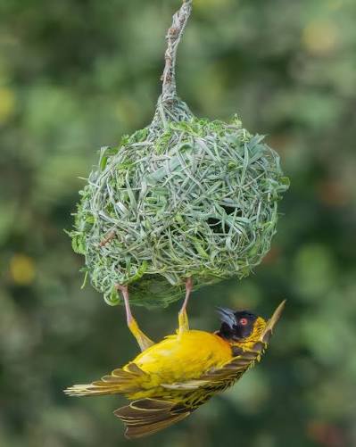 Rwanda Weaver Birds