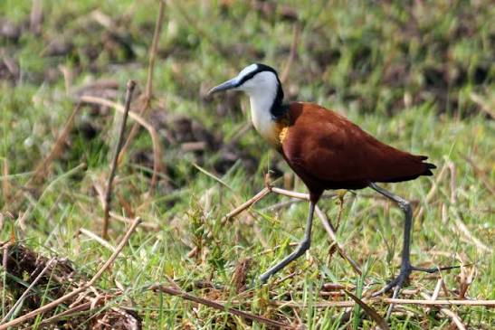 African Jacana Behavior