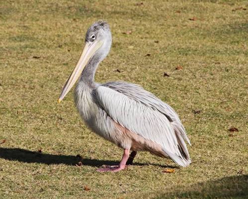 Pink-backed Pelican