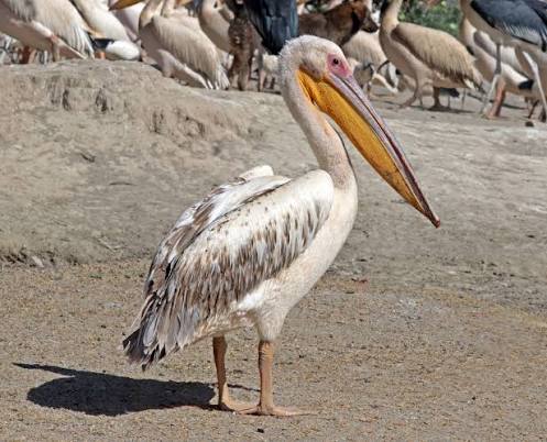 White Pelican Africa