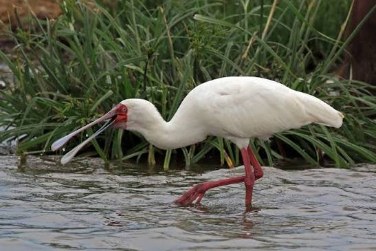 African Spoonbill