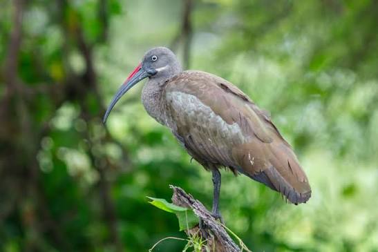Hadada Ibis Facts