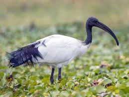 African Sacred Ibis