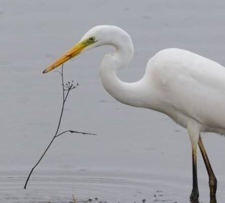 Great White Egret