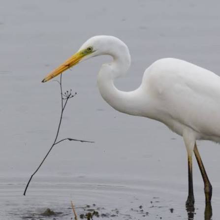 Great White Egret